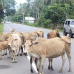 Kecelakaan Akibat Hewan Ternak di Jalan Raya: Siapa yang Bertanggung Jawab?