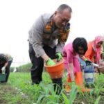 Mendukung Ketahanan Pangan, Kapolres Malang Kota Terjun Langsung ke Ladang Jagung