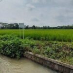 Padi Roboh, Motor Pun Dicuri! Petani di Sragen Alami Kerugian Ganda