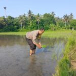 Penanaman Padi oleh Polsek Gilimanuk, Upaya Perkuat Ketahanan Pangan